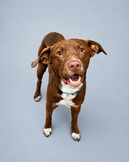 A young large-sized male Labrador Retriever dog named Tater Tot for adoption in Cumming, GA