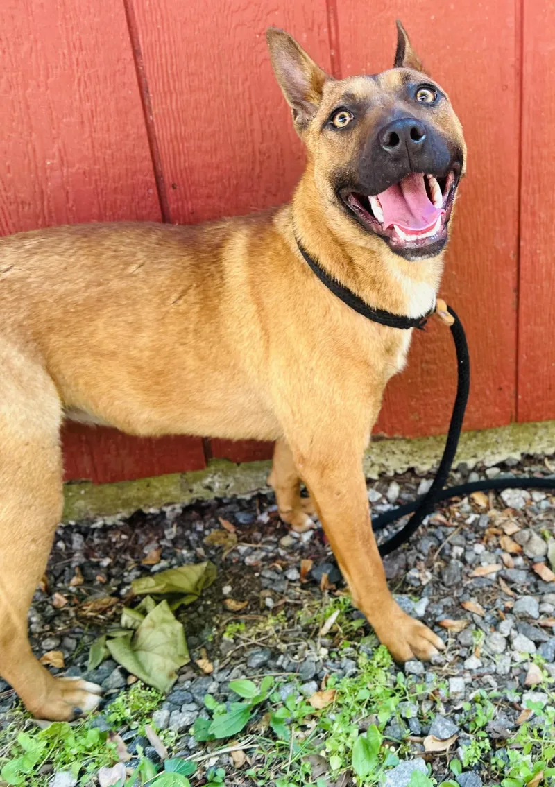 A young medium-sized female Terrier dog named Lala for adoption in Clarkesville, GA