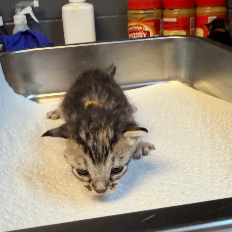 A baby small-sized female Black Domestic Short Hair cat named Orange Blossom for adoption in Tuscaloosa, AL