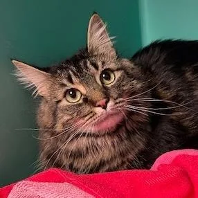 An adult large-sized female Domestic Short Hair cat named Birch for adoption in Owosso, MI