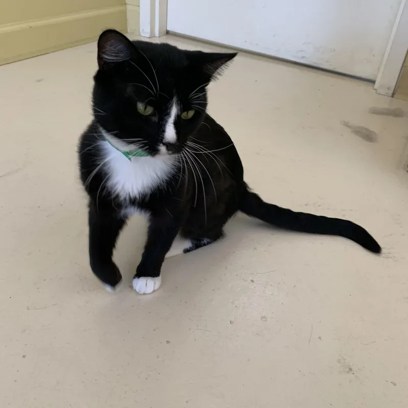 Sylvester thumbnail 2