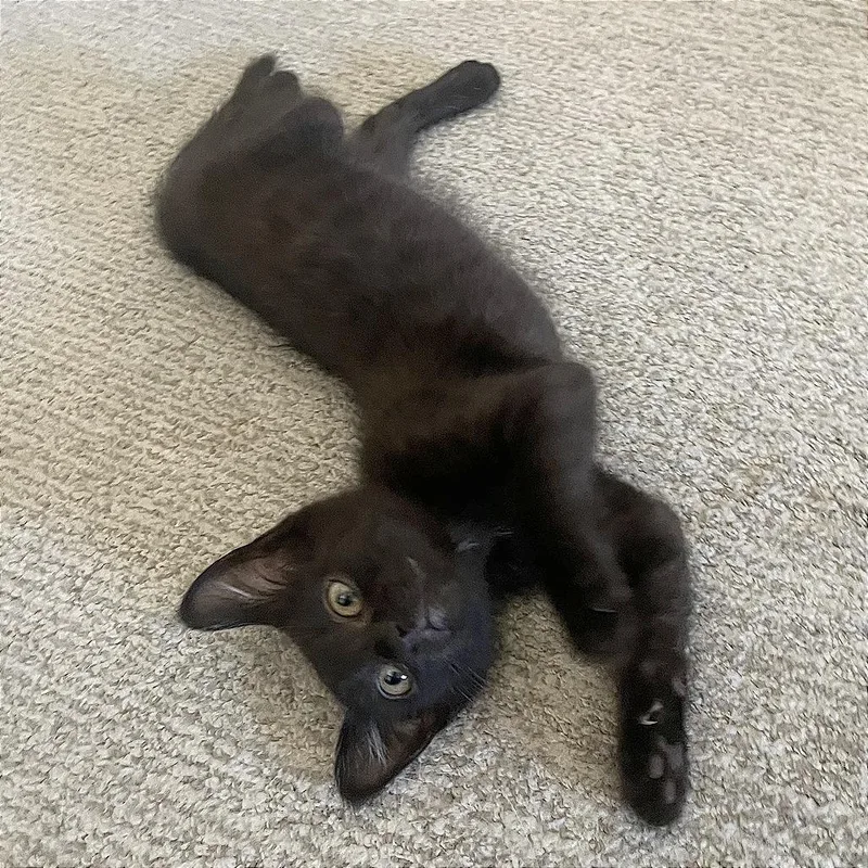 A baby small-sized male Black Domestic Short Hair cat named A Scooter for adoption in Pleasant Hill, CA