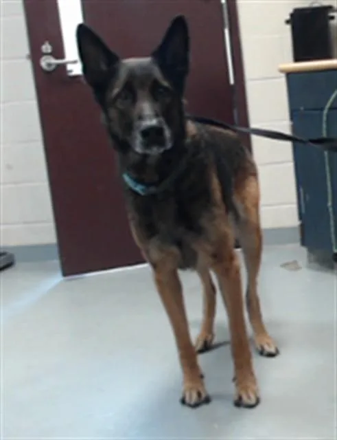 An adult extra large-sized male German Shepherd Dog dog named A for adoption in Fayetteville, NC