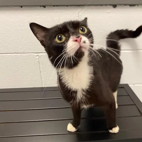 An adult medium-sized male Black Domestic Short Hair cat named Buford for adoption in Dayton, OH