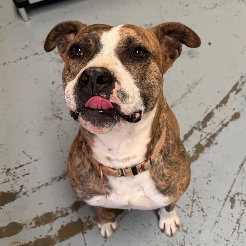 An adult large-sized female Brown / Chocolate Staffordshire Bull Terrier dog named Kate for adoption in Chico, CA