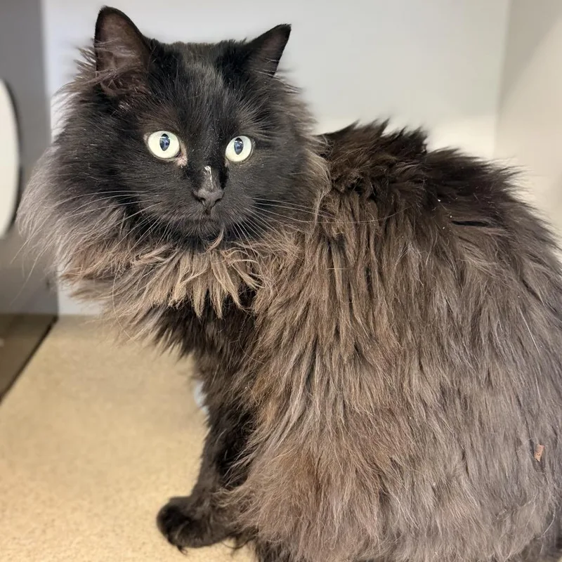 An adult medium-sized female Black Domestic Long Hair cat named Sake for adoption in Park City, UT