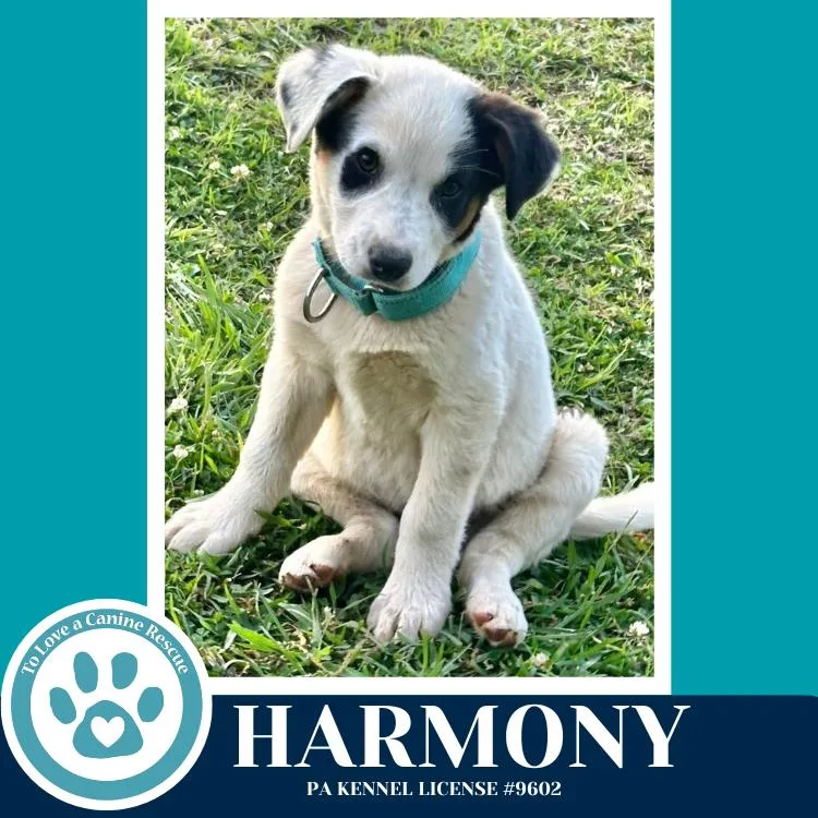 A baby medium-sized female Tricolor (Brown, Black, & White) Australian Cattle Dog / Blue Heeler dog named Harmony for adoption in Kimberton, PA