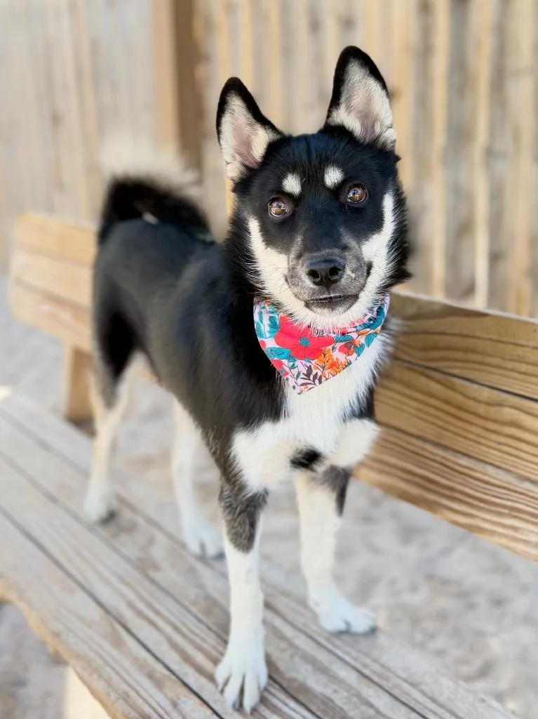 A young medium-sized female Mixed Breed dog named Cassie for adoption in Muskegon, MI