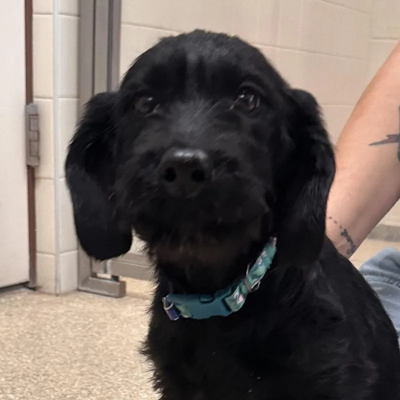 A baby large-sized female Setter dog named Misty for adoption in Reno, NV