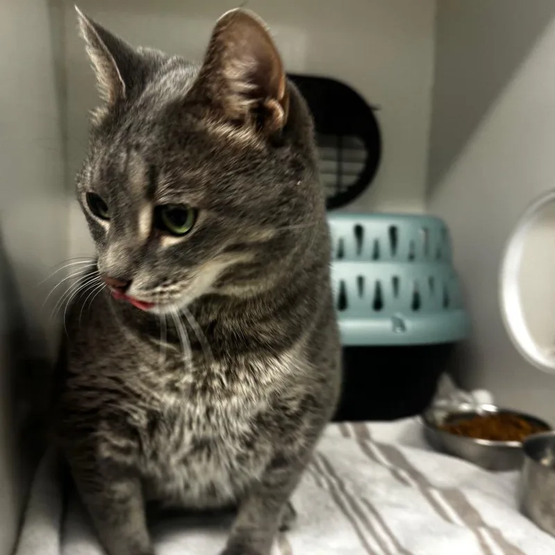 A senior large-sized female Gray / Blue / Silver Domestic Short Hair cat named Sarabi for adoption in Wheeling, IL