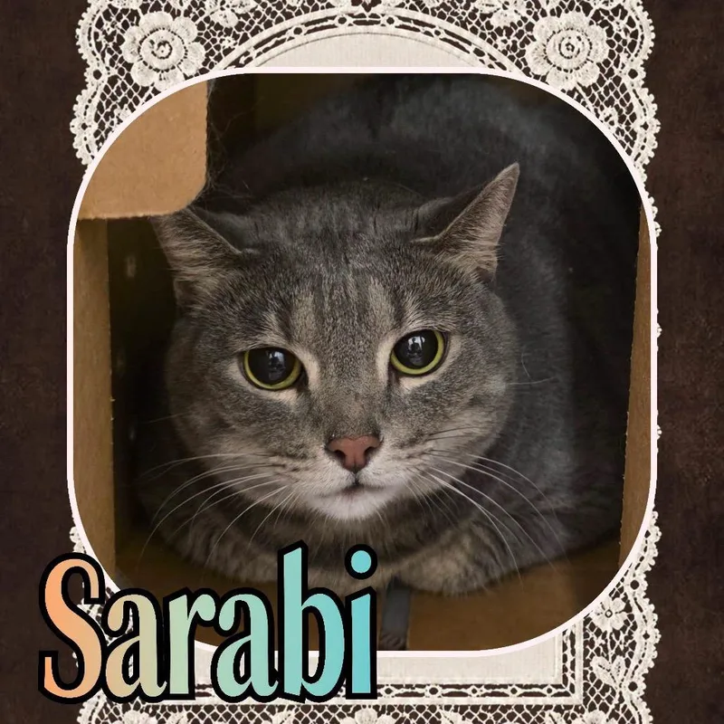 Sarabi thumbnail 3