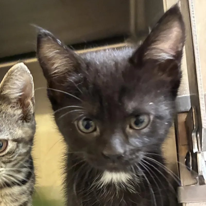 A baby small-sized female Black Domestic Short Hair cat named Mavis for adoption in Bel Air, MD