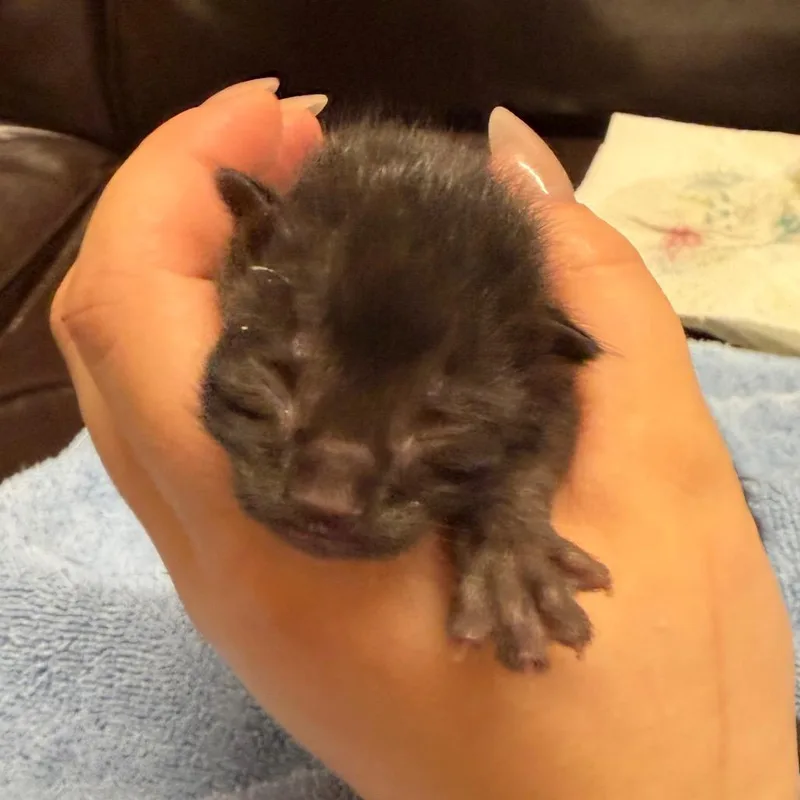 A baby small-sized male Black Domestic Short Hair cat named Dark Matter for adoption in West Olive, MI