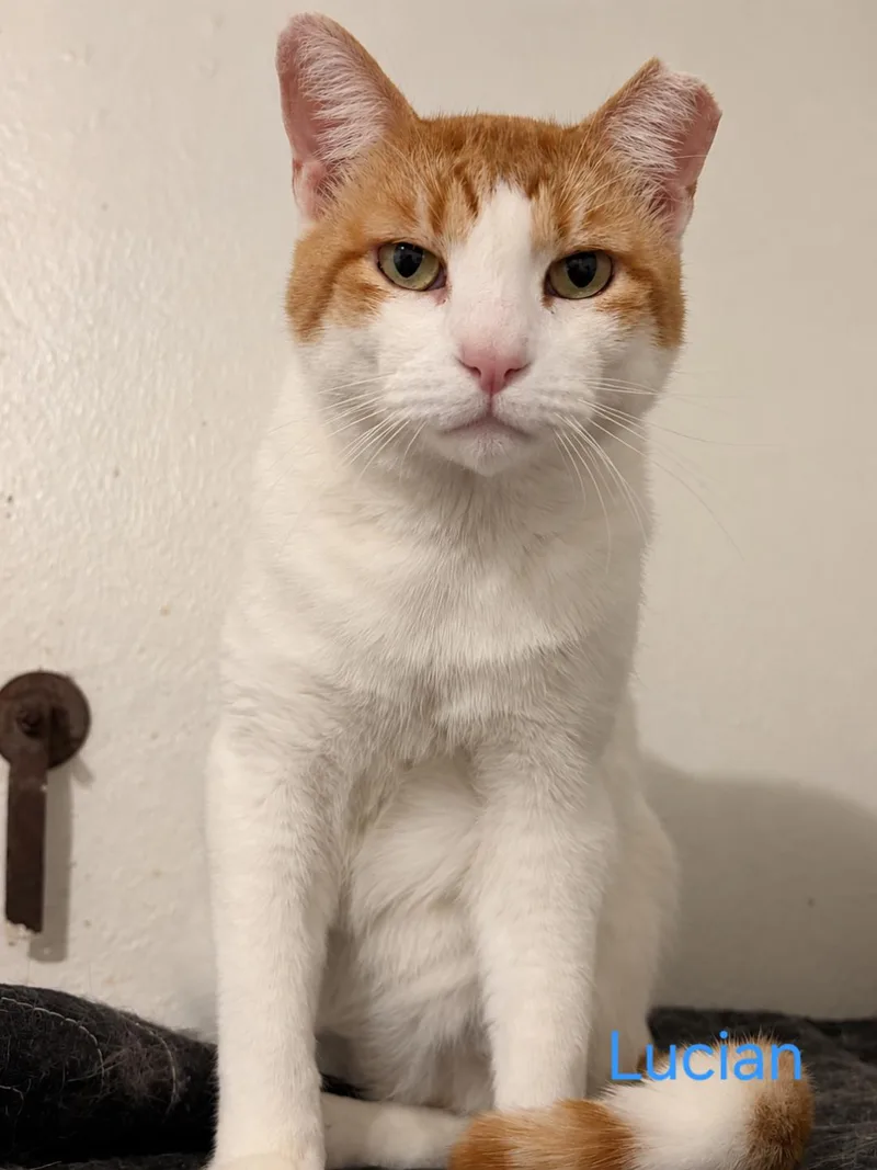 An adult large-sized male Tabby cat named Lucian for adoption in Las Cruces, NM