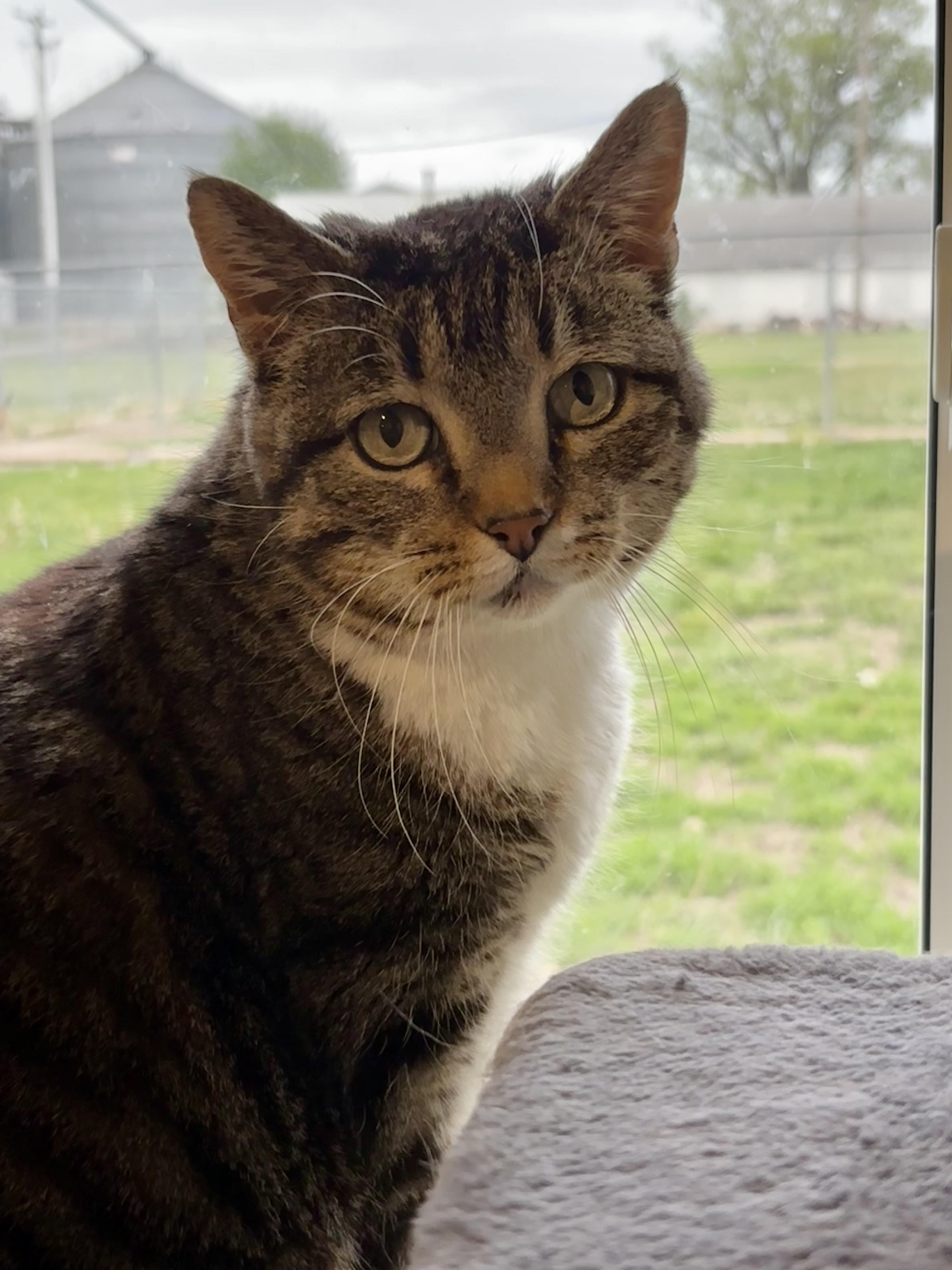 An adult medium-sized female Gray & White Domestic Short Hair cat named Molly for adoption in Shenandoah, IA