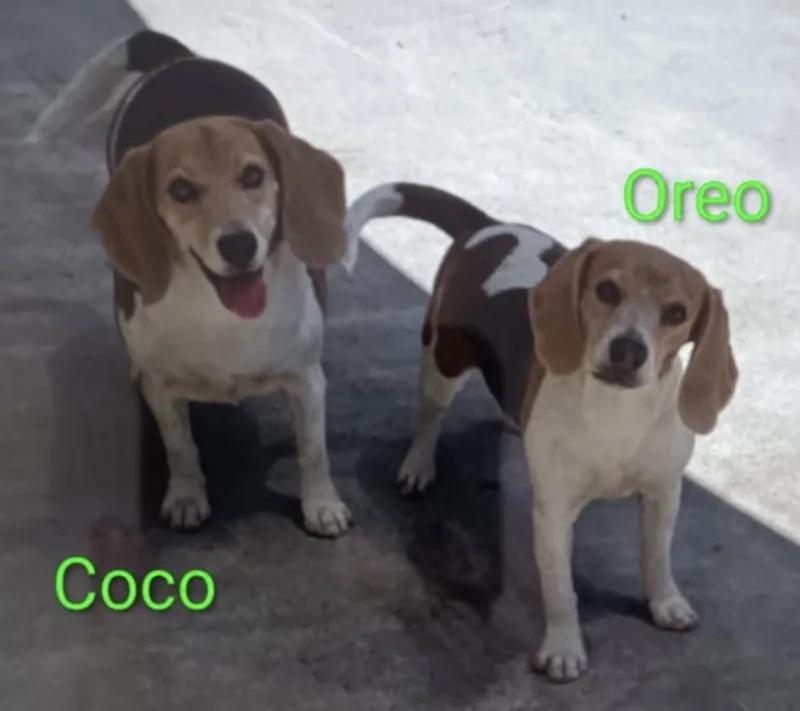A young medium-sized female Tricolor (Brown, Black, & White) Beagle dog named Oreo for adoption in San Ysidro, CA