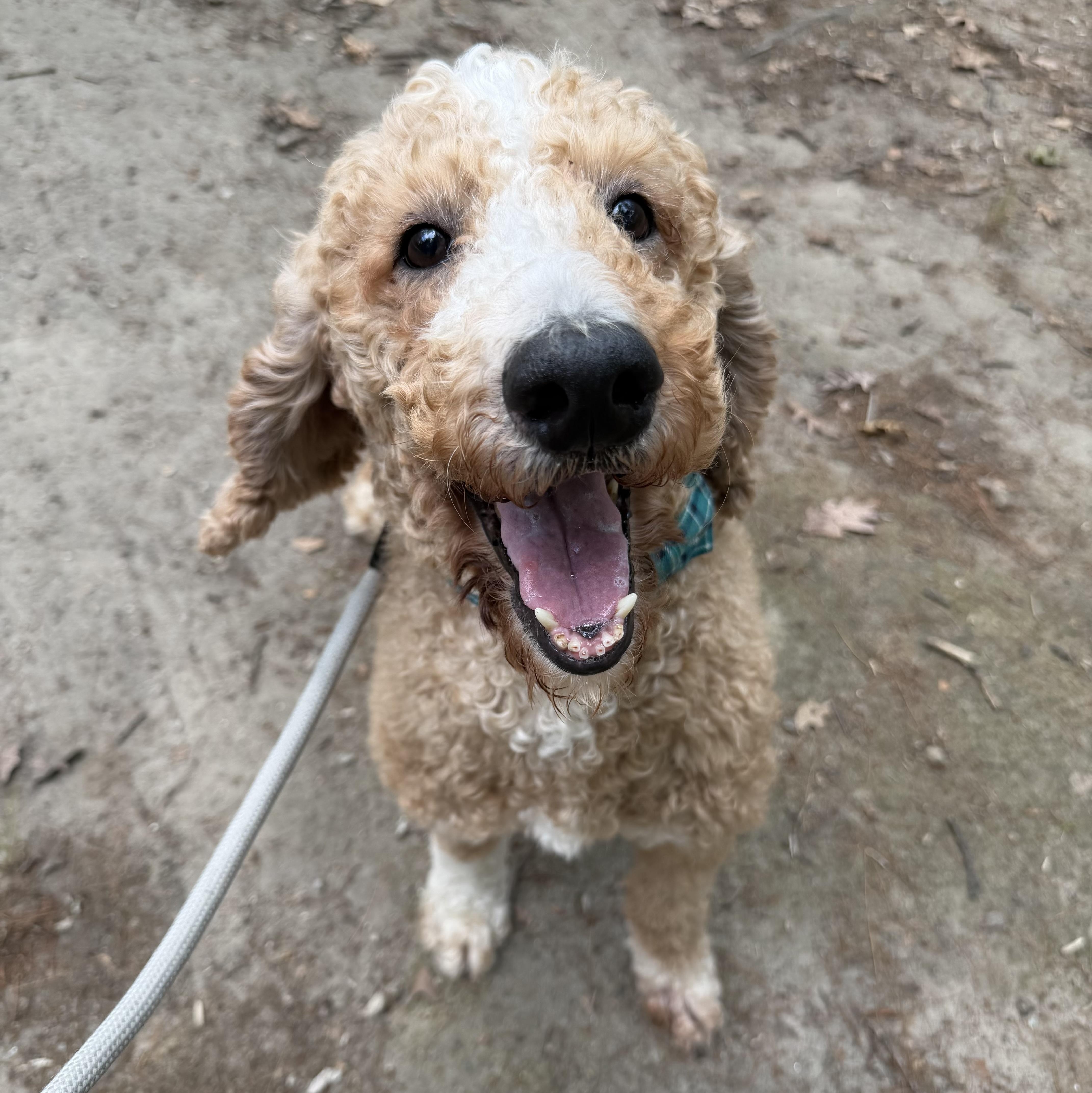 An adult medium-sized male Apricot / Beige Standard Poodle dog named Teddy for adoption in Pelham, NH