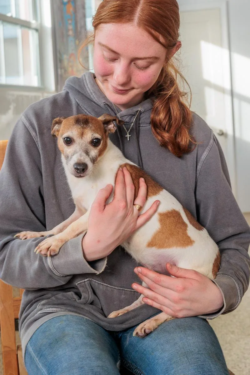 An adult small-sized male Jack Russell Terrier dog named Jack for adoption in Chester Springs, PA