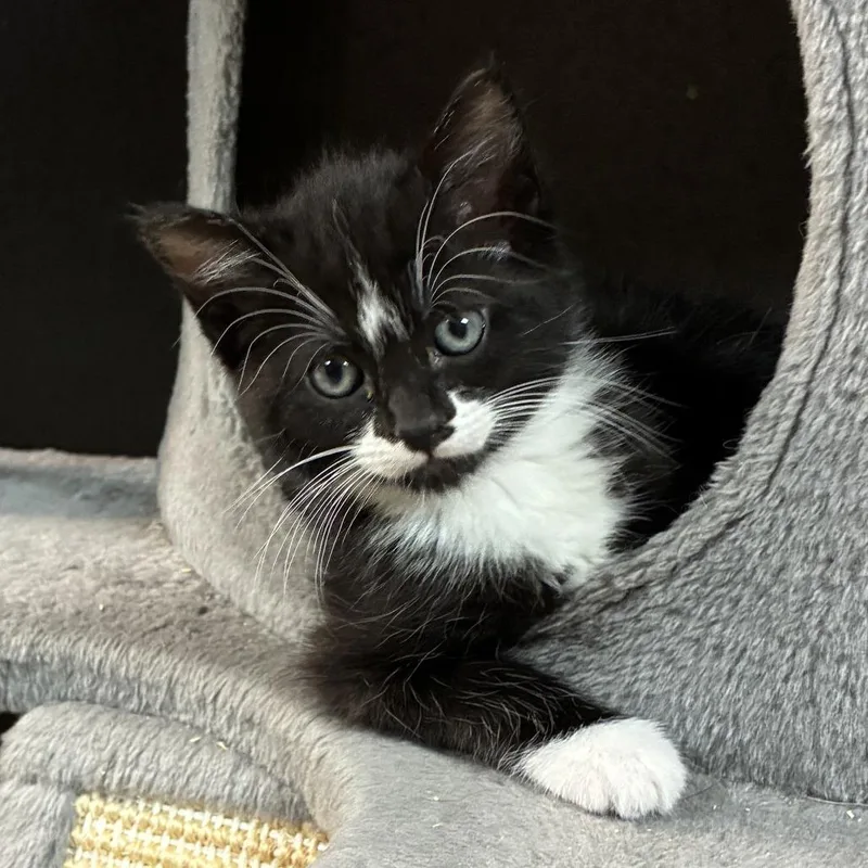 A baby small-sized female Black Domestic Short Hair cat named Tiramisu for adoption in Ponca City, OK