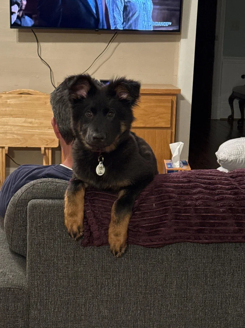 A young large-sized female German Shepherd Dog dog named Roxy for adoption in Locust Grove, GA