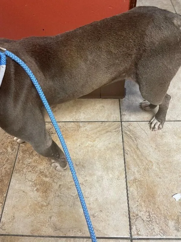 Dutchess thumbnail 3