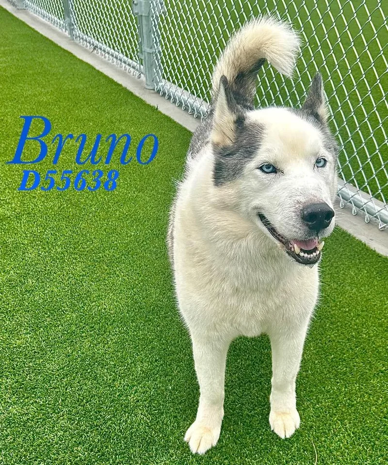Bruno