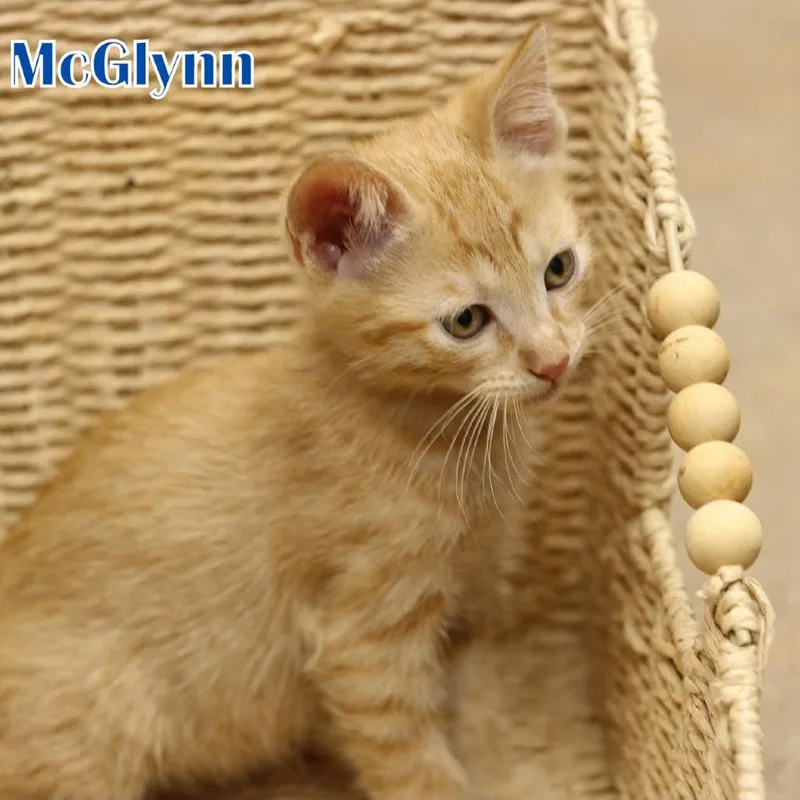A baby small-sized male Orange / Red Domestic Short Hair cat named Jack Mcglynn for adoption in Houston, TX