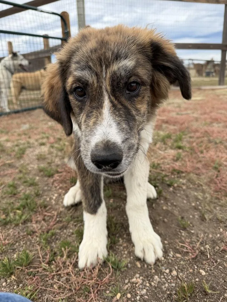 Murphy