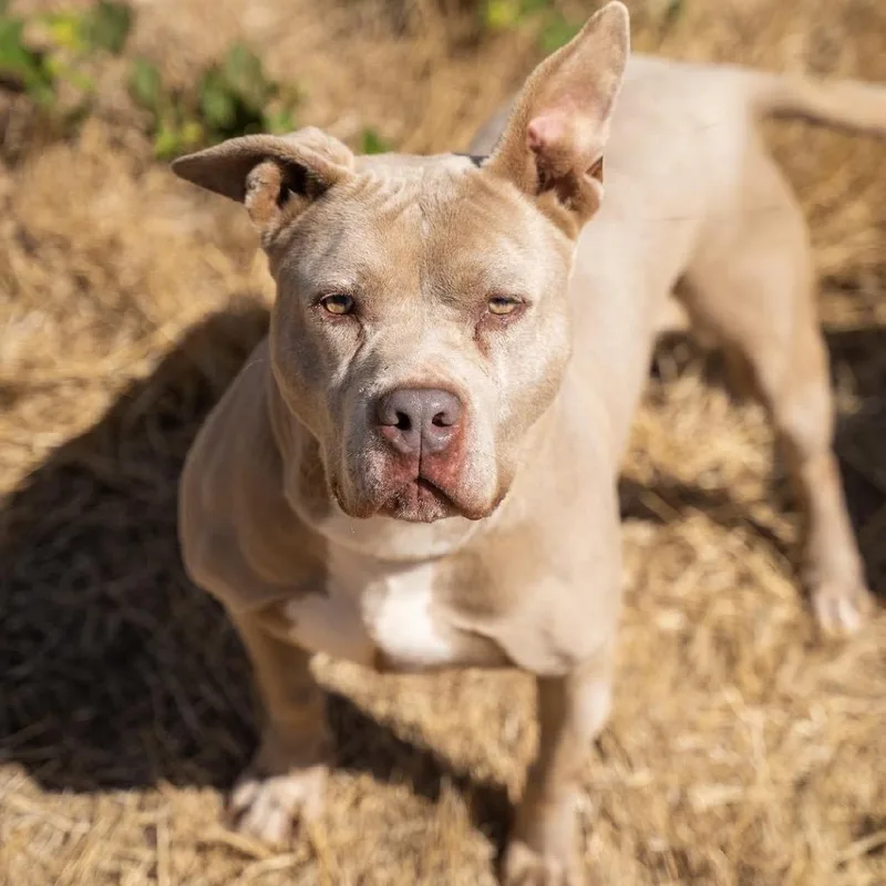 An adult medium-sized female Pit Bull Terrier dog named Mocca for adoption in Salem, OR