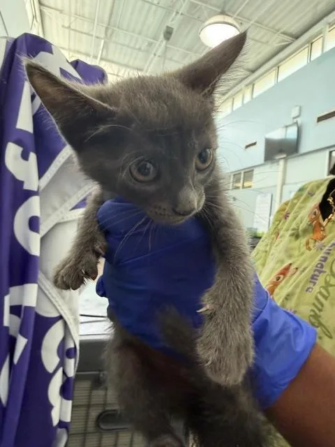 A baby medium-sized female Domestic Short Hair cat named Frosty for adoption in Dallas, TX
