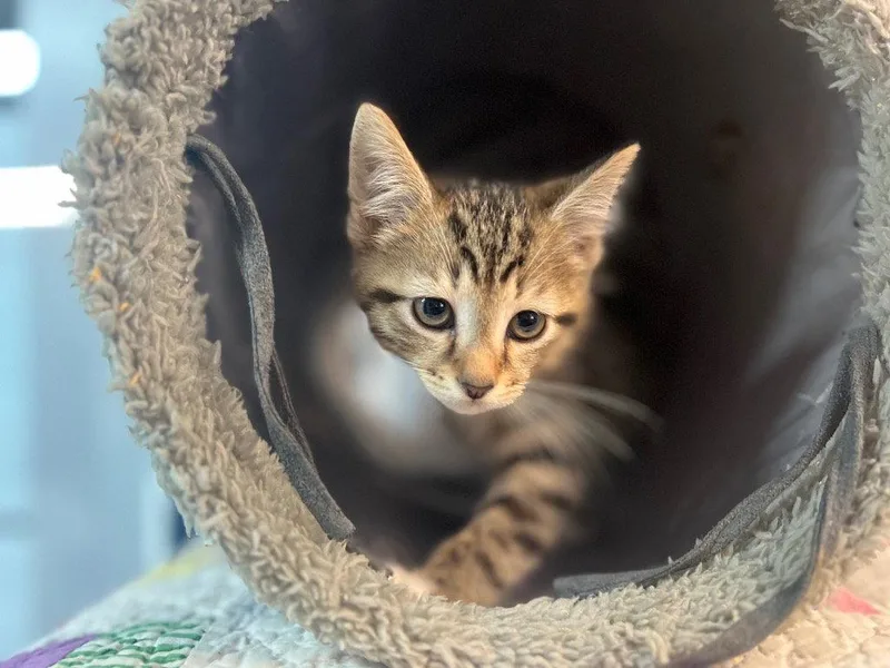 A baby small-sized male Domestic Short Hair cat named Arrow for adoption in Lovingston, VA
