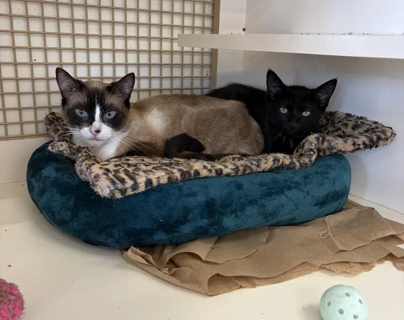 A young medium-sized female Cream Point Siamese cat named Daisy Contact Sylva for adoption in Sherman Oaks, CA