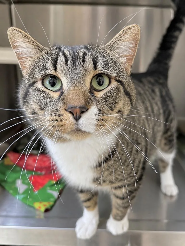 A young medium-sized male Domestic Short Hair cat named Mr. Reddington for adoption in Menomonie, WI