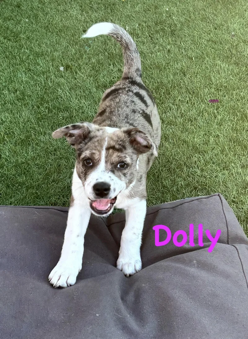 A baby medium-sized female Australian Shepherd dog named Dolly for adoption in Las Vegas, NV
