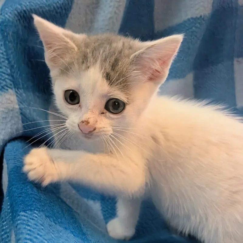 A baby small-sized male White Domestic Short Hair cat named Cry Baby for adoption in Long Beach, CA