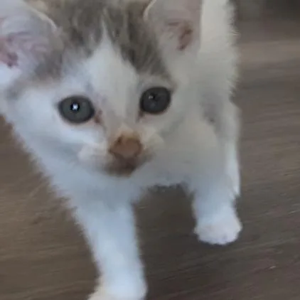Cry Baby thumbnail 2