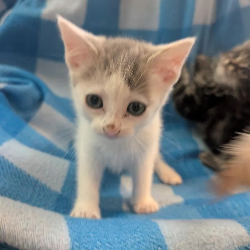 Cry Baby thumbnail 4