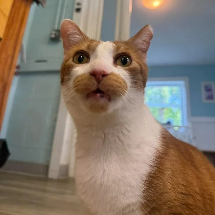 An adult large-sized male Domestic Short Hair cat named Mischeif for adoption in Wilmington, NC