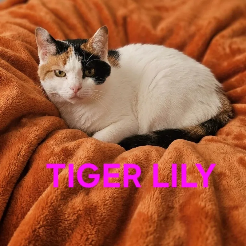 A senior large-sized female Calico cat named Tiger Lily for adoption in Harrodsburg, KY