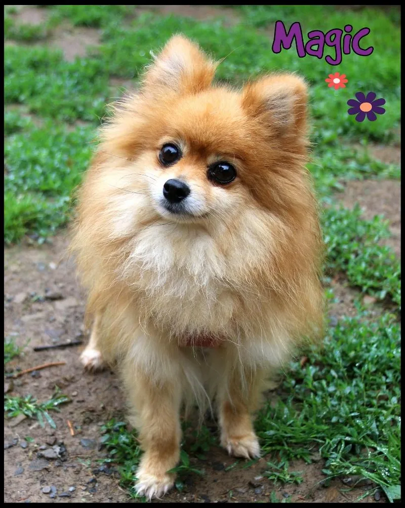 An adult small-sized female Pomeranian dog named Magic for adoption in Shippenville, PA