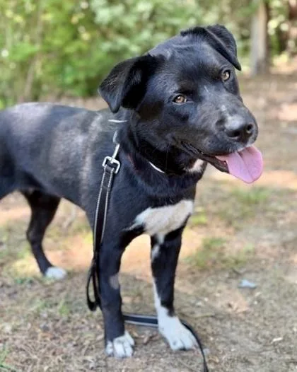A baby medium-sized female Labrador Retriever dog named Raven for adoption in Malvern, PA