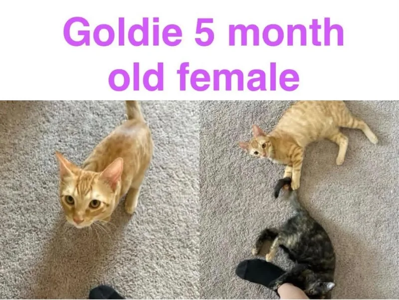 A baby medium-sized female Domestic Short Hair cat named Goldie for adoption in Mustang, OK
