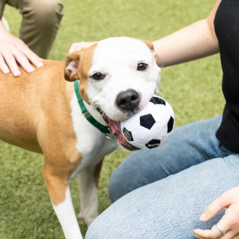 A young medium-sized female Brown / Chocolate Mixed Breed dog named Trix for adoption in Greensboro, NC