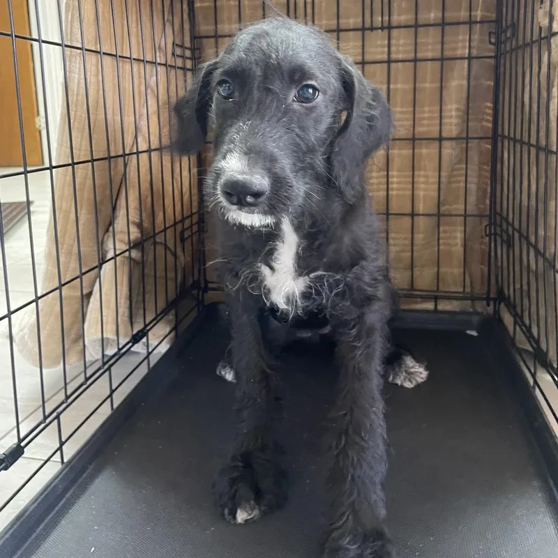 A young medium-sized female Terrier dog named Mel for adoption in Laredo, TX