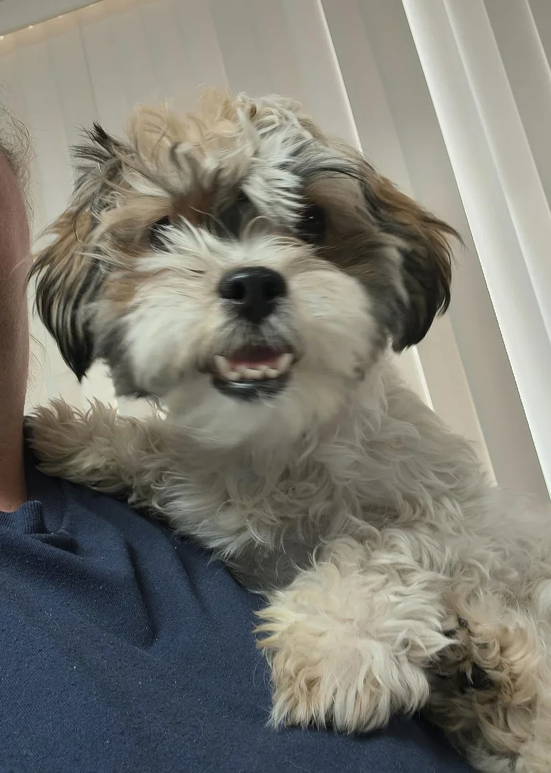 Mochi
