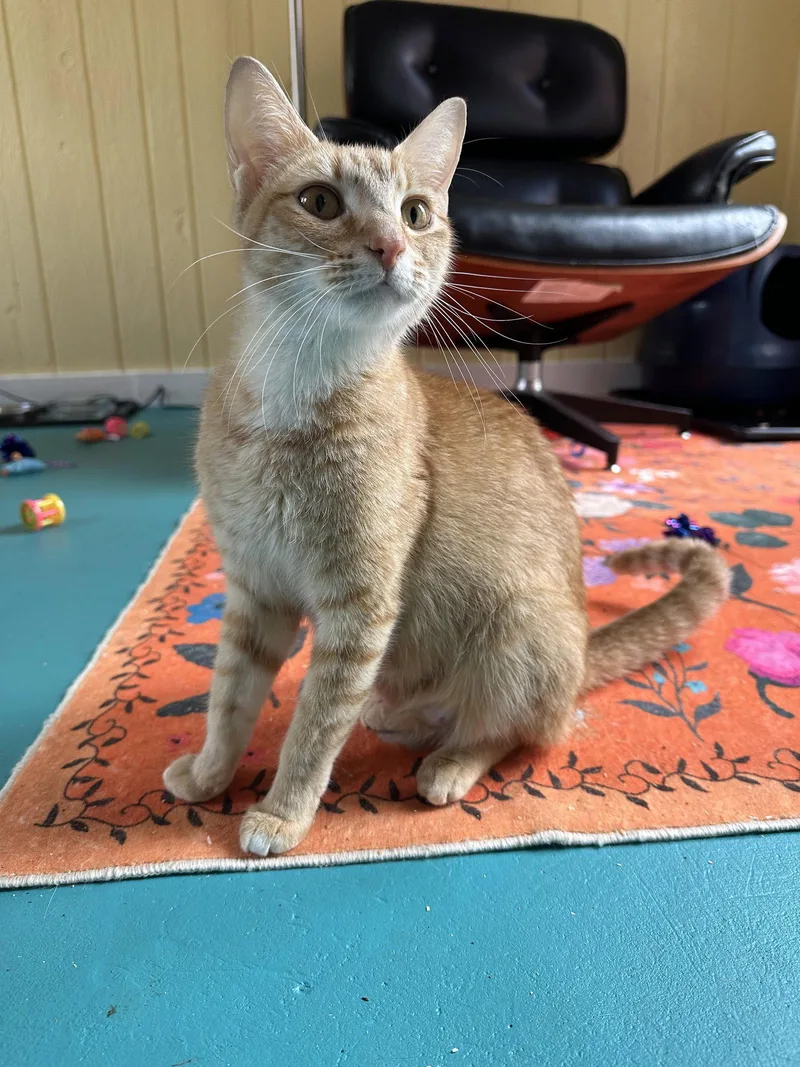 A young medium-sized female Orange / Red Domestic Short Hair cat named Strawberry S. for adoption in Trenton, NJ