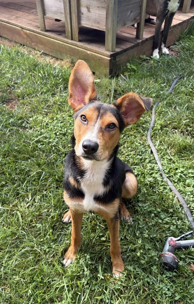 A young medium-sized female Terrier dog named Tippy for adoption in Candler, NC
