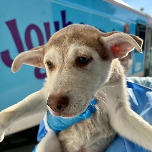 A baby medium-sized female Siberian Husky dog named Peggy Lee for adoption in Walnut Creek, CA