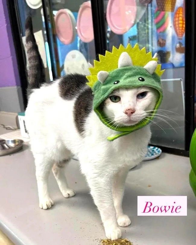 An adult medium-sized male White Domestic Short Hair cat named Bowie for adoption in Pegram, TN