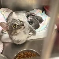 An adult medium-sized female Gray / Blue / Silver Domestic Short Hair cat named Tiramisu for adoption in Austin, TX